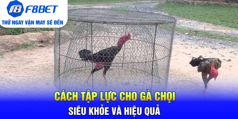 Cách Tập Lực Cho Gà Chọi