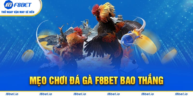 Bí quyết chơi đá gà F8bet